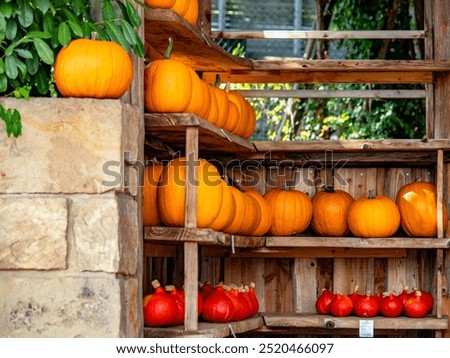 Similar – Image, Stock Photo Hokkaido Pumpkins