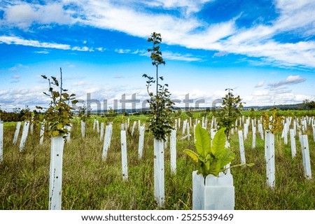 Similar – Image, Stock Photo Young deciduous tree in the middle of an old disused track bed , selective sharpness