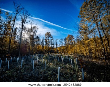 Similar – Image, Stock Photo Young deciduous tree in the middle of an old disused track bed , selective sharpness