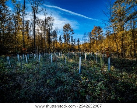 Similar – Image, Stock Photo Young deciduous tree in the middle of an old disused track bed , selective sharpness