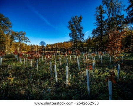 Similar – Image, Stock Photo Young deciduous tree in the middle of an old disused track bed , selective sharpness