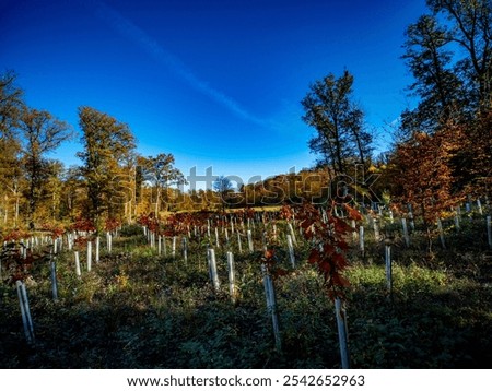 Similar – Image, Stock Photo Young deciduous tree in the middle of an old disused track bed , selective sharpness