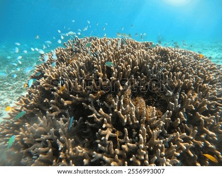 Similar – Image, Stock Photo underwater world Healthy