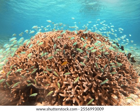 Similar – Image, Stock Photo underwater world Healthy