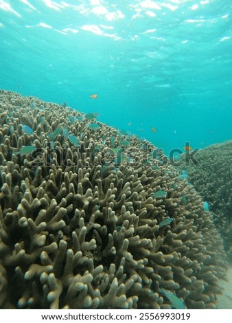 Similar – Image, Stock Photo underwater world Healthy