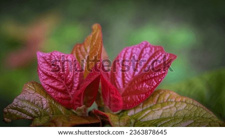 Similar – Foto Bild Haselnuss Blatt auf reflektierenden Untergrund im Detail fotografiert