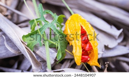 Similar – Image, Stock Photo Cucumber seeds in a female palm. Planting seeds in paper cardboard cup at home, hobby