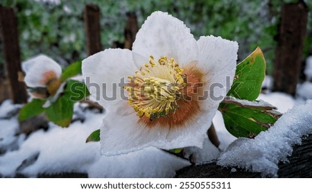 Similar – Image, Stock Photo frost blossoms Nature