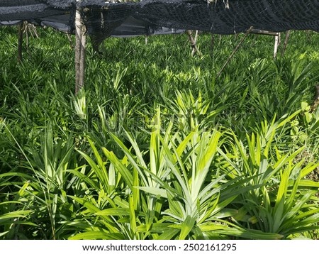 Similar – Image, Stock Photo sometimes you just need the right smell
