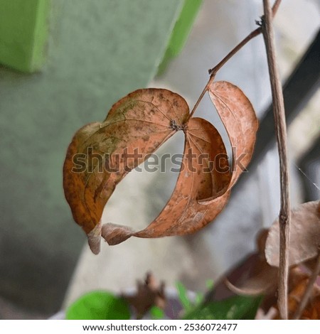 Similar – Image, Stock Photo Single dried wild flower on grey background