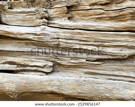 Similar – Image, Stock Photo Close-up of industrious forest ants on a piece of wood in the wild