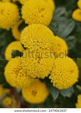 Similar – Image, Stock Photo Chamomile by the wayside