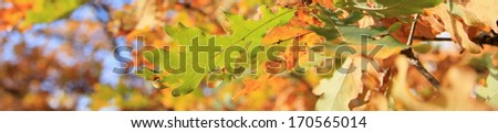 Banner of leaves