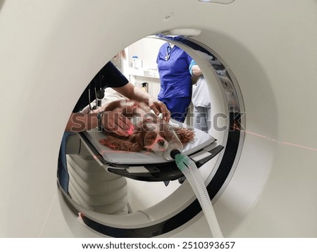 Similar – Foto Bild Tierarzt bei der Vorbereitung eines Hundes für eine Tomographieuntersuchung in der Klinik