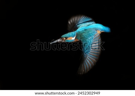 Similar – Image, Stock Photo Kingfisher bird perched on a tree branch (Green-backed kingfisher, Actenoides monachus) in Tangkoko national park, Indonesia