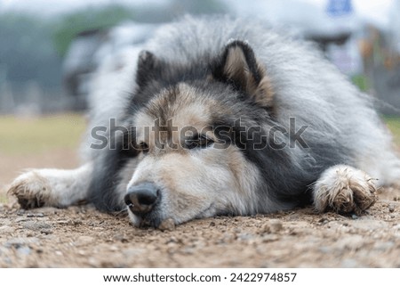 Similar – Image, Stock Photo Malamute dog standing on lake shore against water