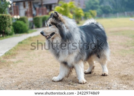 Image, Stock Photo Malamute dog standing on lake shore against water