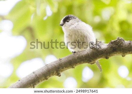 Similar – Foto Bild Schwanzmeise im Baum Natur