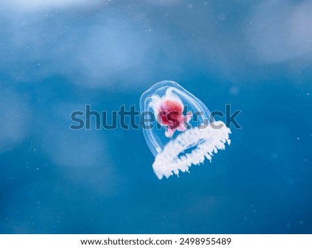 Similar – Image, Stock Photo jellyfish Jellyfish
