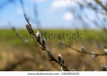 Similar – Image, Stock Photo first willow catkin Catkin