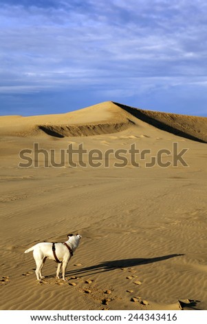Dog alone on a sand dune