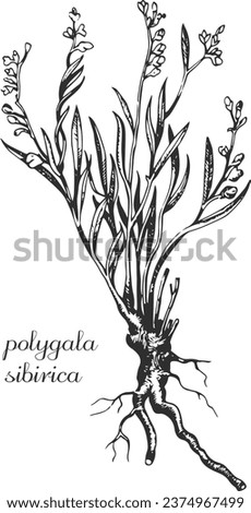 polygala sibirica, milkwort, senega, seneca, monochrome flower, flower on transparent background, black and white flower, medicinal plant, medicinal herbs, black and white design, nature