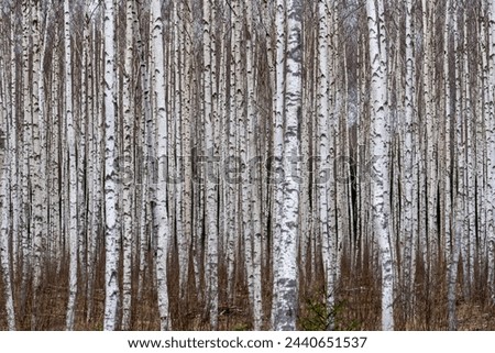 Similar – Image, Stock Photo birch Birch tree bark Tree