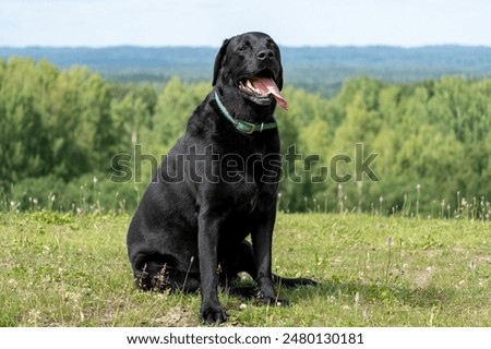 Similar – Image, Stock Photo beautiful black labrador and jack russell dog Wearing modern bandanas standing by wood trunks in mountain. Pets in nature