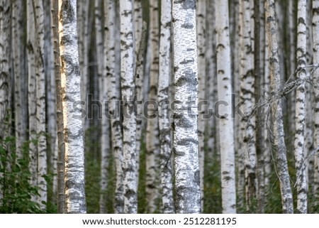 Similar – Foto Bild eine Birke im Oktober