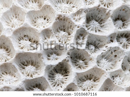 White Coral