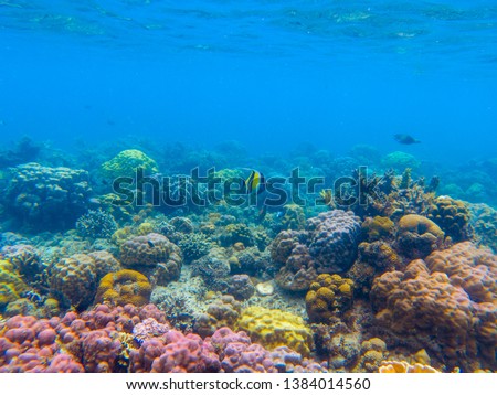 Similar – Image, Stock Photo underwater Environment