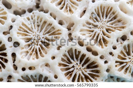 Coral Texture