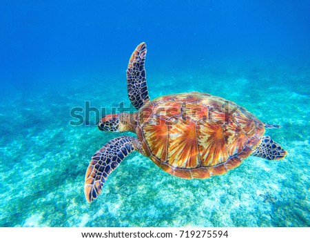 Similar – Image, Stock Photo Vulnerable Animal portrait