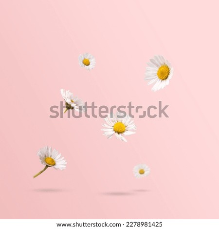 Similar – Image, Stock Photo romantic white daisy flower in the garden in springtime