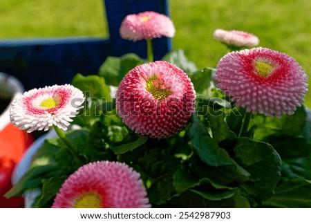 Similar – Image, Stock Photo Some bright daisies flowers keep distance from each other on a grey, ancient stone wall covered with moss in front of a pool with blue-green shimmering water