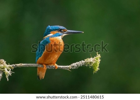 Similar – Image, Stock Photo Kingfisher Portrait