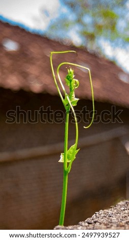 Similar – Image, Stock Photo green tendrils from roof in front of house wall