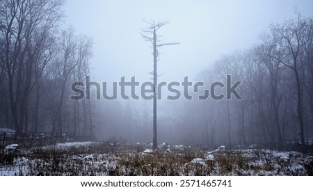 Similar – Image, Stock Photo Winter scenery: A lonely tree crossed by a little creek , landscape full of snow.