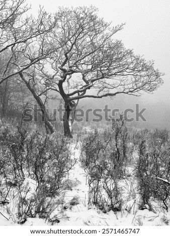 Similar – Image, Stock Photo Winter scenery: A lonely tree crossed by a little creek , landscape full of snow.