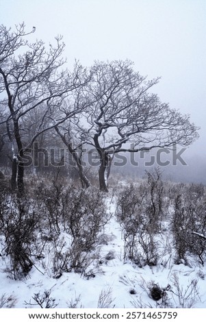 Similar – Image, Stock Photo Winter scenery: A lonely tree crossed by a little creek , landscape full of snow.