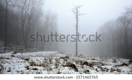 Similar – Image, Stock Photo Winter scenery: A lonely tree crossed by a little creek , landscape full of snow.