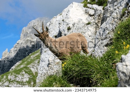 Similar – Image, Stock Photo steinbock Wildlife Animal