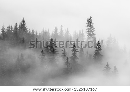 Similar – Image, Stock Photo Winter landscape Black Forest