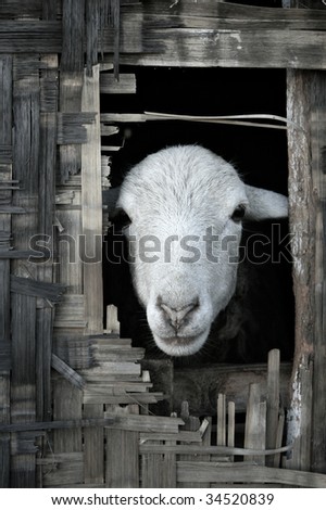 Portrait photo of sheep looking out from thatched bamboo hut