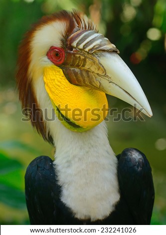 BALI, INDONESIA - NOVEMBER 11: Wreathed hornbill in Bali Bird Park at November 11, 2014 in Bali, Indonesia. This birdpark has a unique collection of birds and is one of the biggest in all Asia.