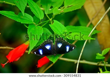 MALAYSIA, KUALA LUMPUR - January 8: Blue Moon Butterfly in the Butterfly Park at January 8, 2015 in Malaysia, K. L.. Butterfly park is set to help to maintain the butterlfy population in Malaysia.