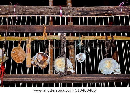 MALAYSIA - MARCH 1 : Human skulls in a Dayak village on 1 March 2015 in Malaysia, Borneo. Dayaks are the native tribes of Borneo famous of former head hunting.
