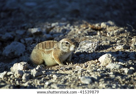 Cape ground squirrel, Etosha National Park, Namibia