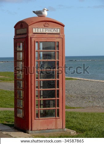 Seagull on top of english telephone box in summer