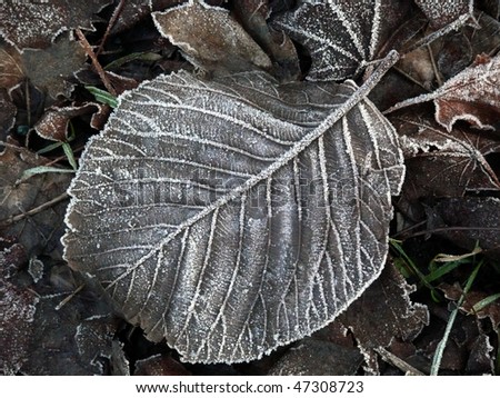 Frost on fallen leaves closeup leaf vein detail